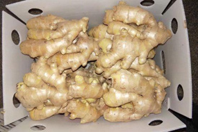 premium quality shandong ginger factory price chinese air dried ginger