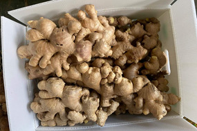 to europe from factory exporting new season fresh ginger