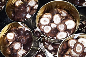 Canned Shiitake Mushroom