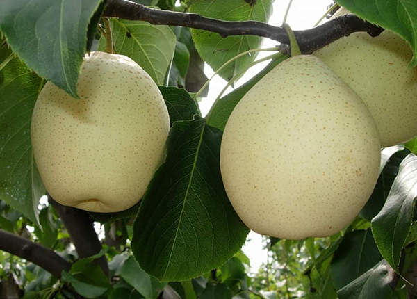 Fresh Ya Pear