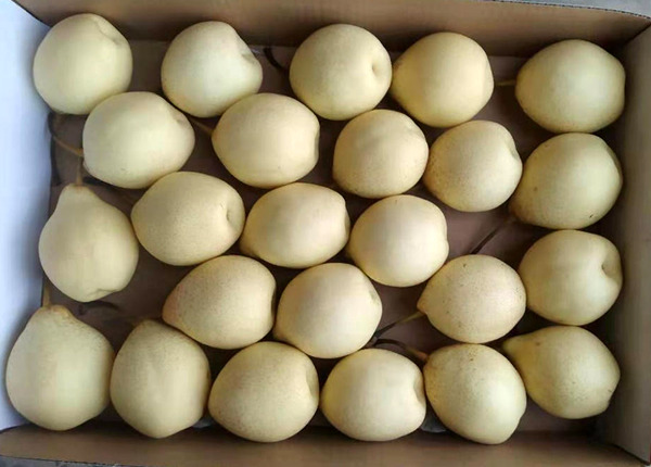 chinese new crop fresh singo pear golden pear crown pear ya pear