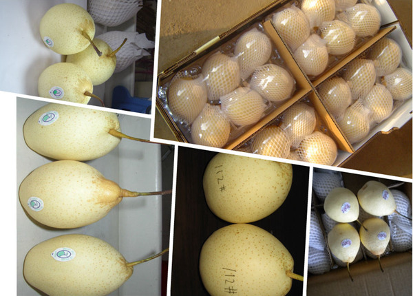 eu market super quality chinese fresh crown nashi pear