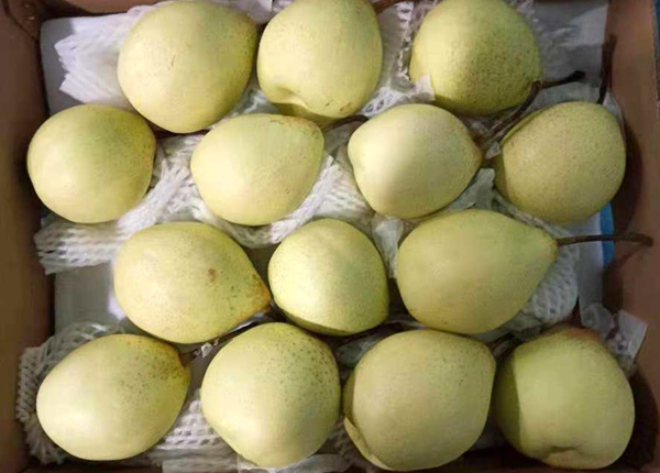 fresh crystal golden pear (80#/88#/100#/113#/125#/138#)