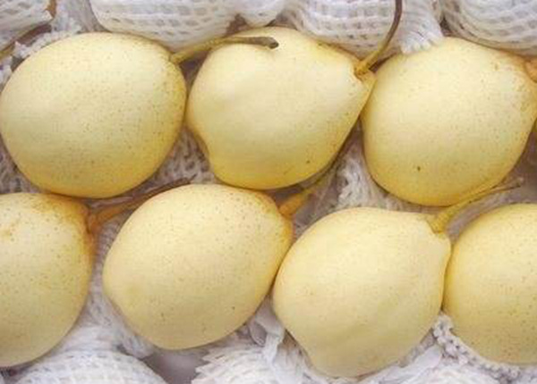 eu market super quality chinese fresh ya pear