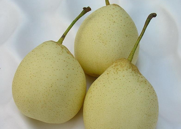 chinese new crop fresh singo pear golden pear crown pear ya pear