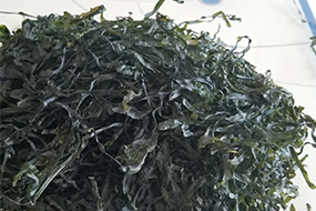 Machine dried sea kelp laminaria
