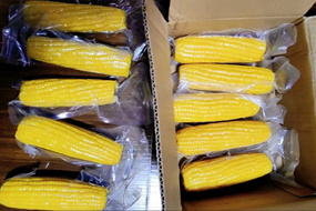 canned sweet corn price factory whole kernel corn hot sale