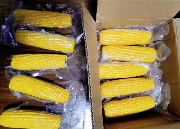 hot sale organic sweet corn cob waxy corn in pouch vacuum packing