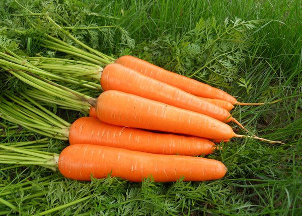 new crop fresh carrot