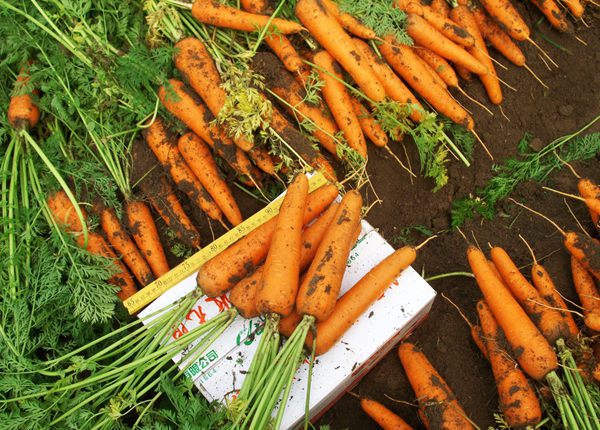new crop fresh carrot