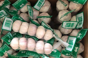 100% natural fresh normal white garlic wholesaler