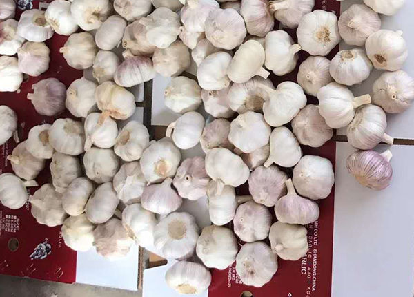 100% natural fresh normal white garlic wholesaler