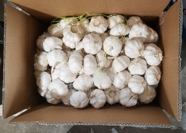 100% natural fresh normal white garlic wholesaler