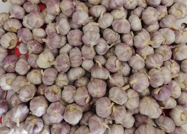10kg loose carton normal white garlic packing