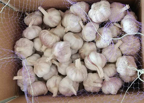 10kg loose carton normal white garlic packing