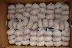 3p 4p 5p 250g 500g small packing white garlic