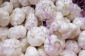 5.5cm factory pure white fresh garlic