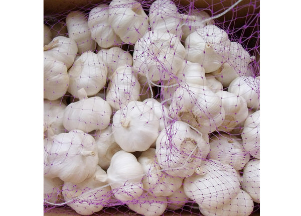 5.5cm factory pure white fresh garlic