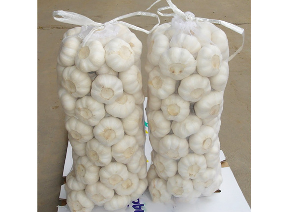 5.5cm factory pure white fresh garlic
