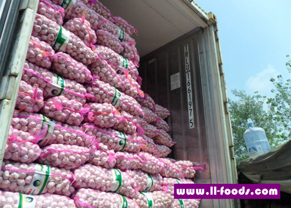 ajo garlic suppliers 20kg mesh bag fresh garlic to ecuador