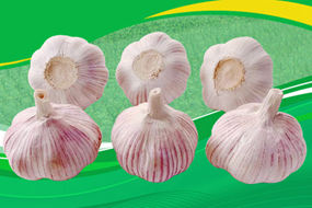 Alho Fresco Export Normal White 4.5-6.5cm Cheap Price China Origin Fresh Garlic
