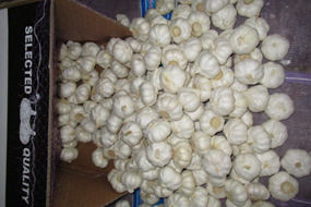buy fresh bulk garlic seed online