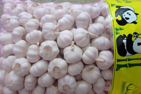 cheap price fresh garlic