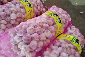 china best quality fresh garlic for cote d'ivoire