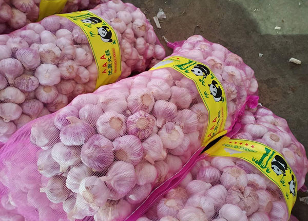 china best quality fresh garlic for cote d'ivoire