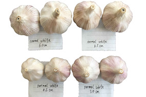 China bulk natural garlic in low price