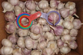 chinese fresh garlic price from garlic exporters