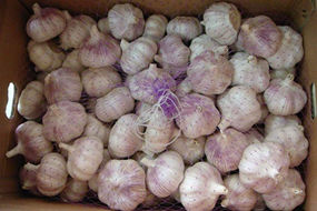 china fresh ail frais normal/pure white g1 red garlic seed 10kg ajo fresco chino alho chinese export low price with gap