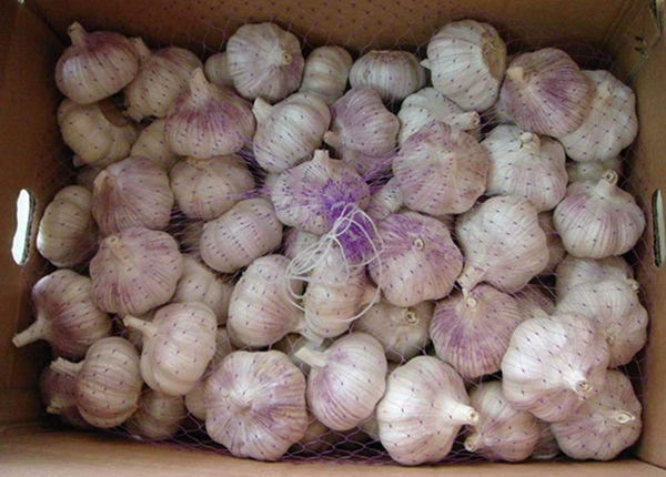 china fresh ail frais normal/pure white g1 red garlic seed 10kg ajo fresco chino alho chinese export low price with gap
