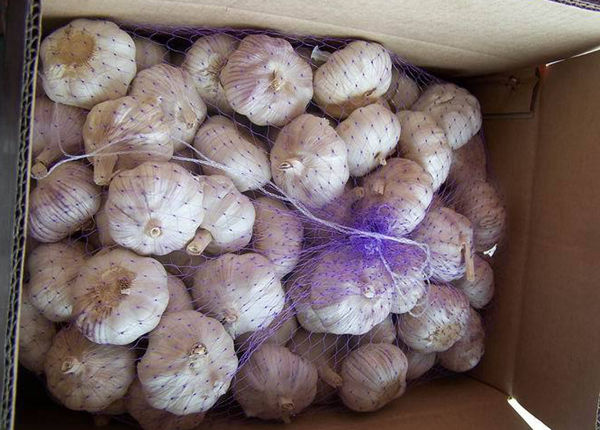 china fresh ail frais normal/pure white g1 red garlic seed 10kg ajo fresco chino alho chinese export low price with gap