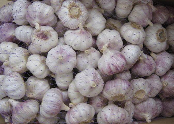 china fresh ail frais normal/pure white g1 red garlic seed 10kg ajo fresco chino alho chinese export low price with gap