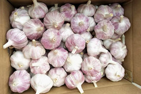 china garlic in 10kg carton loosely