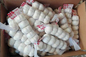 china garlic price in cheap