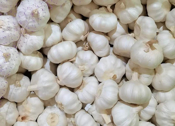 china garlic price in cheap