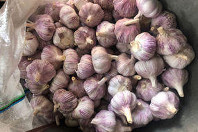 china new crop coldroom garlic