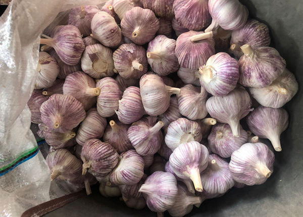 china new crop coldroom garlic