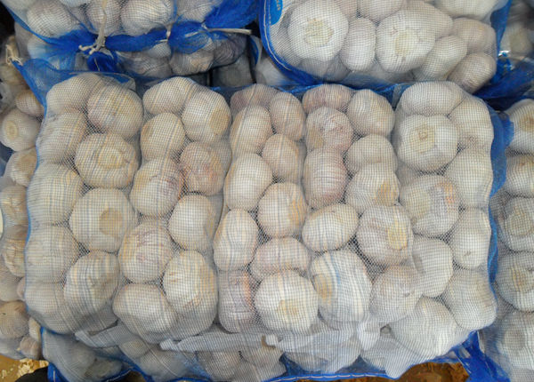 china new crop coldroom garlic