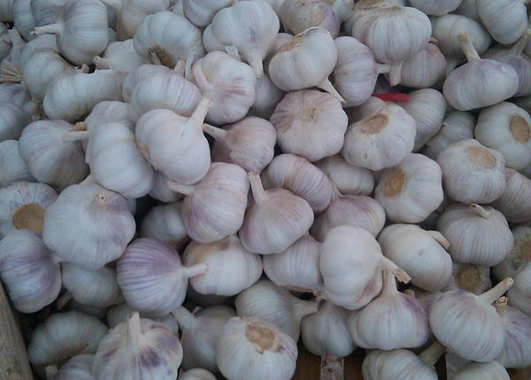 china new crop coldroom garlic