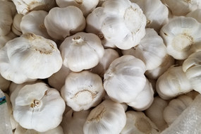china new crop fresh garlic