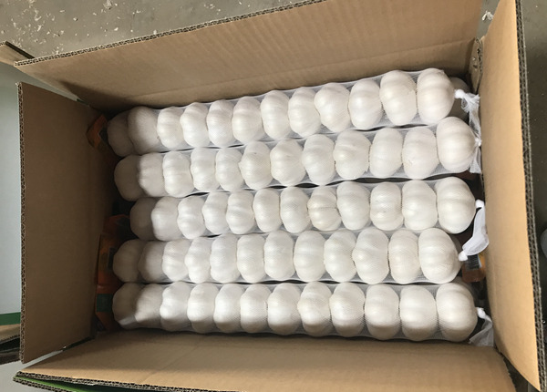 china new fresh garlic pack 3pc,4pc,5pc,6pc,7pc