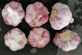 china origin factory supplier wholesale fresh garlic for export white red color 4.5-5.0-5.5-6.0cm up packed in mesh bags or cartons