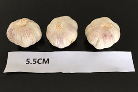 china red garlic 5.0 - 5.5cm