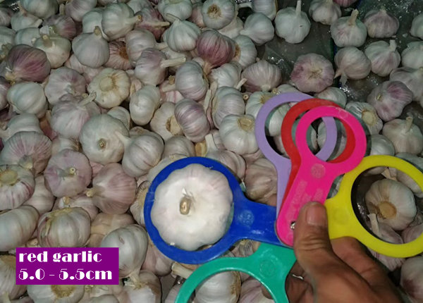 china red garlic 5.0 - 5.5cm