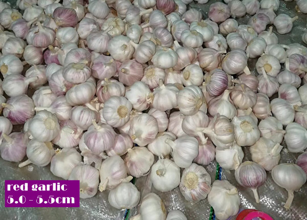 china red garlic 5.0 - 5.5cm
