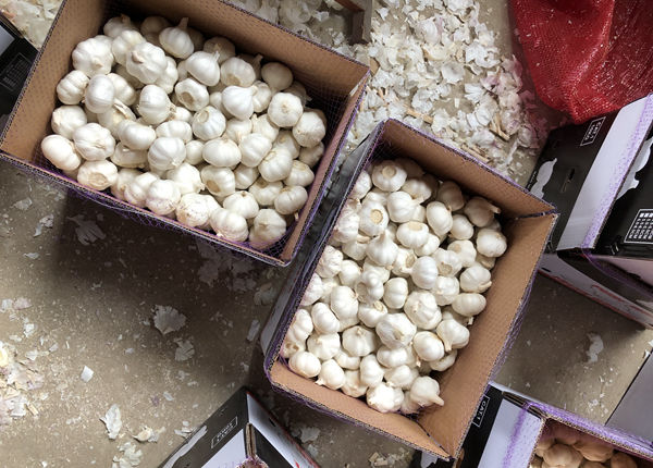 china/chinese best new natural crop fresh sack export white garlic