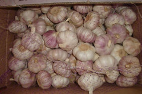 chinese fresh garlic ajo chino in cold storage